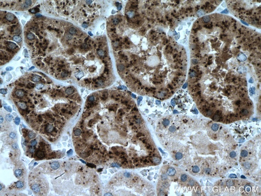 [67017-1-IG-20UL] LGMN Monoclonal antibody