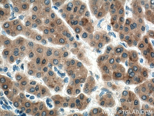 [67018-1-IG-150UL] STBD1 Monoclonal antibody