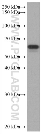 [67020-1-IG-20UL] TAB1 Monoclonal antibody