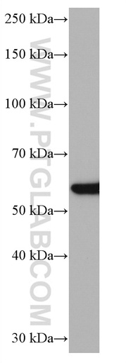 [67021-1-IG-150UL] NFS1 Monoclonal antibody