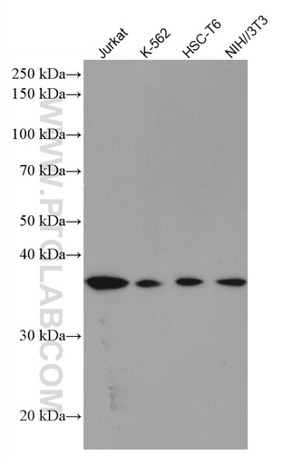 [67024-1-IG-20UL] RAD51 Monoclonal antibody