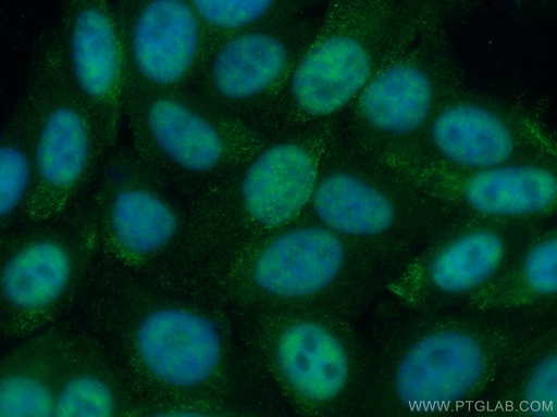 [67025-1-IG-20UL] DDX5 Monoclonal antibody