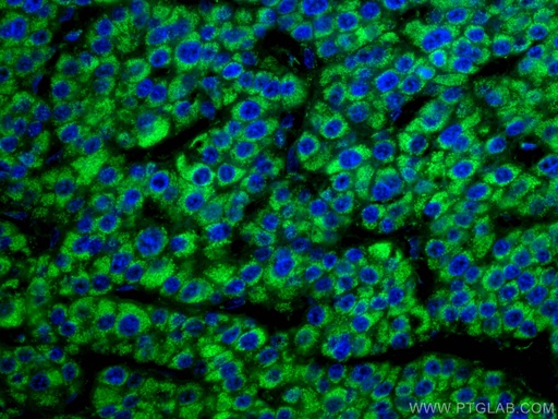 [67026-1-IG-20UL] GLUD1 Monoclonal antibody