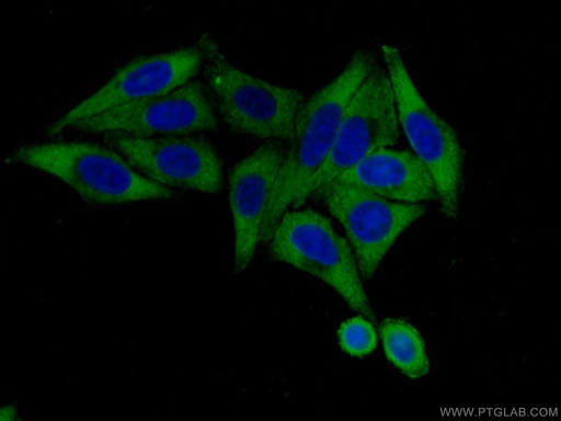 [67028-1-IG-20UL] RPL4 Monoclonal antibody