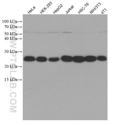 [67029-1-IG-150UL] LSM12 Monoclonal antibody