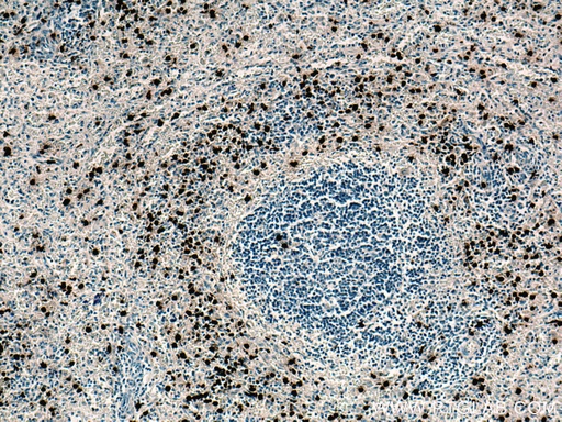 [67030-1-IG-150UL] PRTN3 Monoclonal antibody