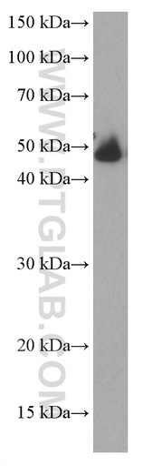 [67031-1-IG-20UL] HAI-1 Monoclonal antibody