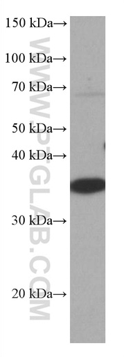 [67035-1-IG-150UL] CRK Monoclonal antibody