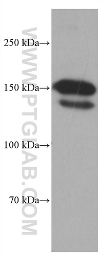 [67040-1-IG-20UL] Integrin Alpha 4 Monoclonal antibody