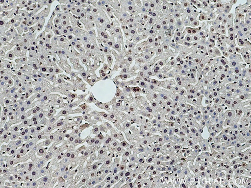 [67041-1-IG-150UL] DNASE1L3 Monoclonal antibody