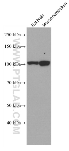 [67044-1-IG-20UL] EPAC2 Monoclonal antibody