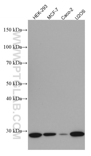 [67048-1-IG-150UL] Cyclin D2 Monoclonal antibody