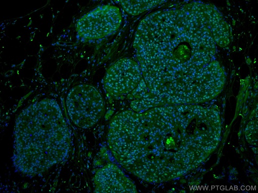 [67050-1-IG-20UL] PELP1 Monoclonal antibody