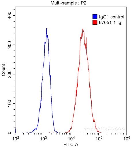 [67051-1-IG-150UL] IL-4R Monoclonal antibody