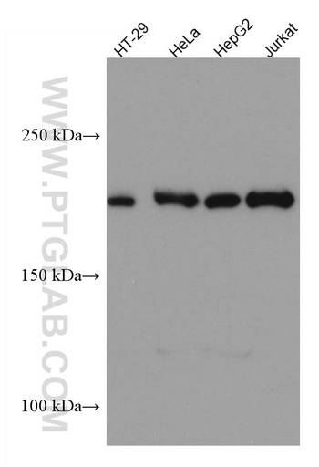 [67055-1-IG-150UL] ERCC5 Monoclonal antibody