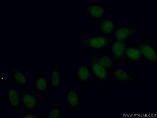 [67060-1-IG-150UL] INTS3 Monoclonal antibody