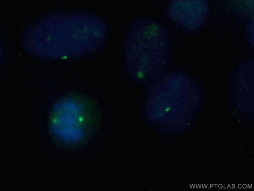 [67061-1-IG-150UL] CNTROB Monoclonal antibody