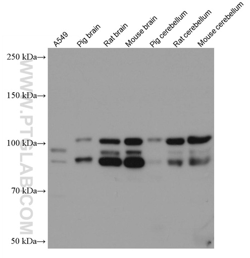 [67062-1-IG-20UL] PDE4D Monoclonal antibody