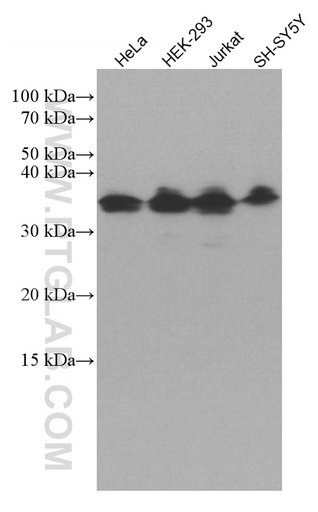[67066-1-IG-20UL] ATF5 Monoclonal antibody