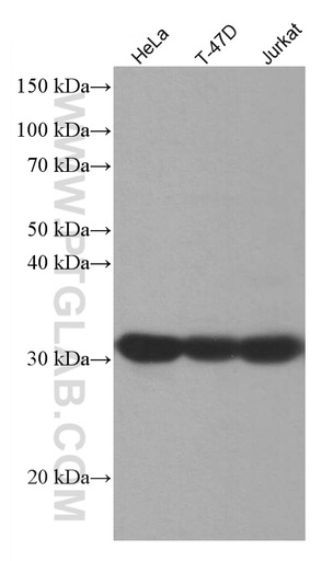 [67070-1-IG-150UL] PPP1CA Monoclonal antibody