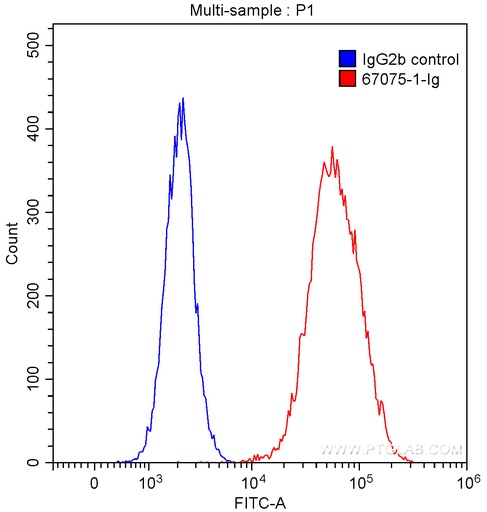 [67075-1-IG-150UL] Endoglin/CD105 Monoclonal antibody