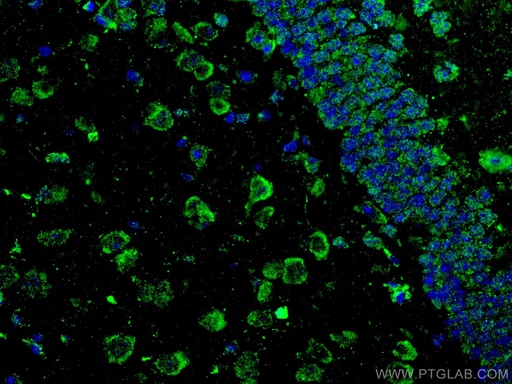 [67077-1-IG-150UL] APBB1 Monoclonal antibody