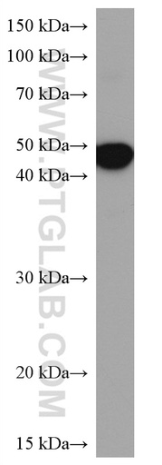 [67078-1-IG-150UL] Alpha Sarcoglycan Monoclonal antibody