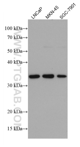 [67081-1-IG-150UL] FRZB Monoclonal antibody