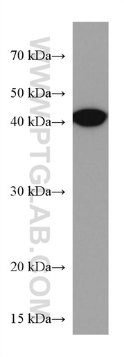 [67084-1-IG-150UL] BCAT1 Monoclonal antibody