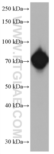 [67086-1-IG-150UL] RUNX1T1 Monoclonal antibody