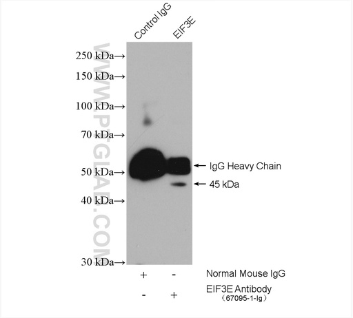 [67095-1-IG-20UL] EIF3E Monoclonal antibody