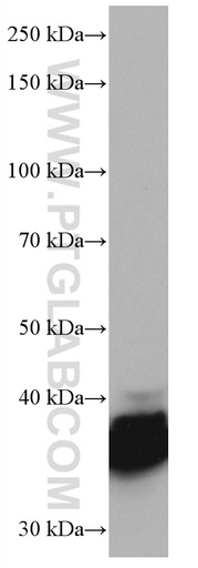 [67097-1-IG-20UL] ELAVL2 Monoclonal antibody
