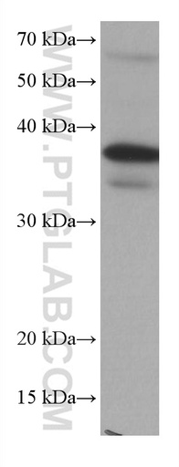 [67101-1-IG-150UL] DUSP12 Monoclonal antibody