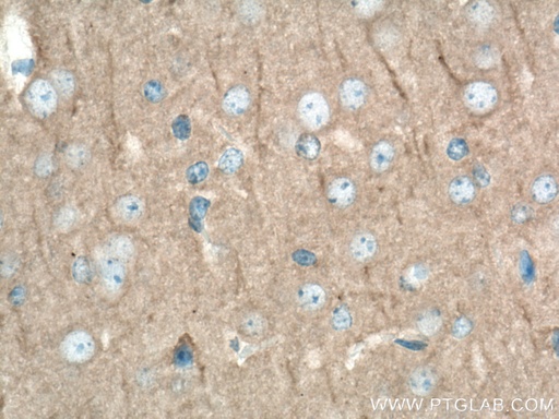 [67102-1-IG-150UL] DLG3 Monoclonal antibody