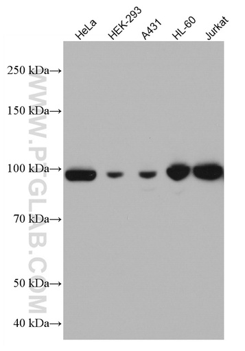 [67103-1-IG-150UL] MCM4 Monoclonal antibody