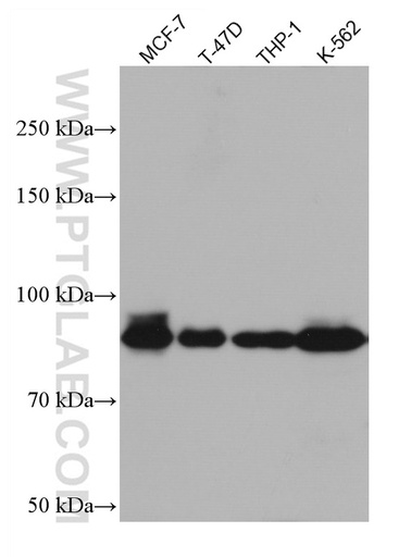 [67105-1-IG-20UL] DVL2 Monoclonal antibody