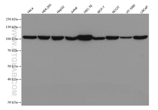 [67106-1-IG-20UL] IDE Monoclonal antibody
