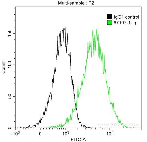 [67107-1-IG-20UL] Calpastatin Monoclonal antibody