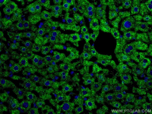 [67110-1-IG-20UL] CYP3A4 Monoclonal antibody