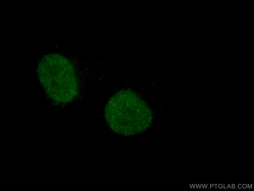 [67112-1-IG-150UL] HOXA7 Monoclonal antibody