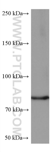 [67113-1-IG-150UL] PKC Delta Monoclonal antibody