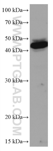[67116-1-IG-20UL] VEGFC Monoclonal antibody