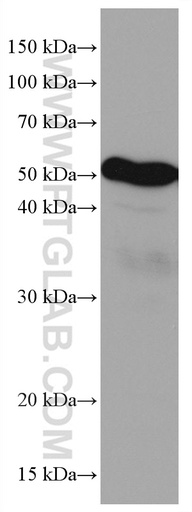 [67119-1-IG-20UL] LILRB4 Monoclonal antibody