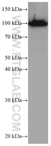 [67129-1-IG-20UL] SFPQ Monoclonal antibody