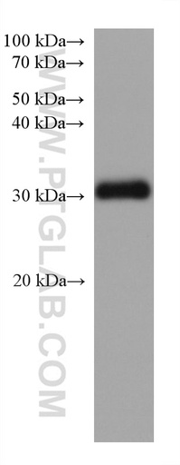 [67130-1-IG-20UL] STAR Monoclonal antibody
