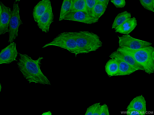 [67133-1-IG-150UL] FLNA Monoclonal antibody