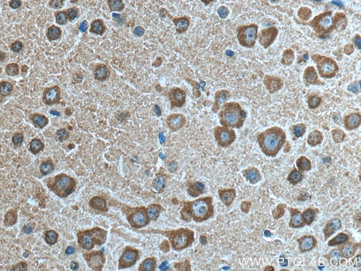 [67134-1-IG-150UL] VSNL1 Monoclonal antibody