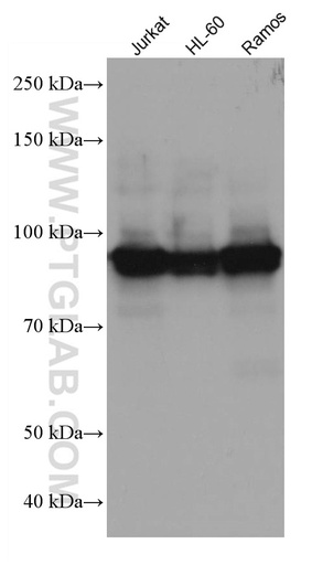 [67138-1-IG-20UL] ELF1 Monoclonal antibody