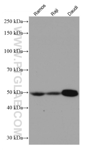 [67142-1-IG-150UL] IRF8 Monoclonal antibody