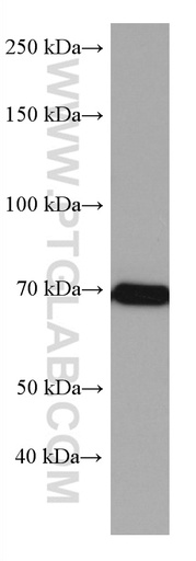 [67145-1-IG-20UL] CDC25B Monoclonal antibody